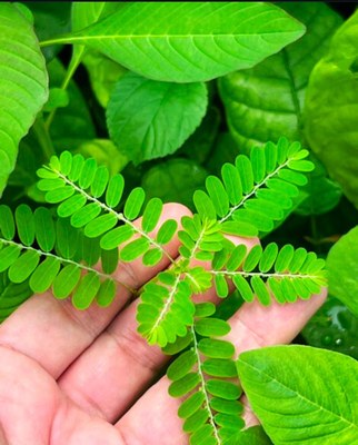 ‘Paricá’: New Program to Drive Socioenvironmental Impact in the Amazon