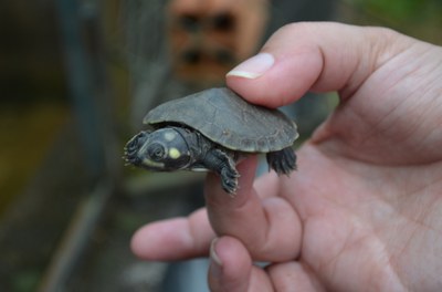 Amazon River Turtles release helps conservation in the Rio Trombetas Biological Reserve