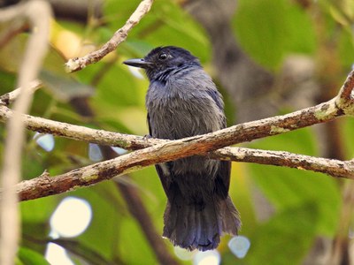 Birding: A Window into the Amazon