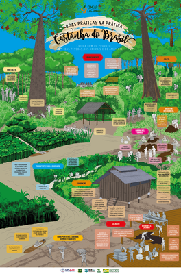 Board game depicts sustainable Amazon nut production practices