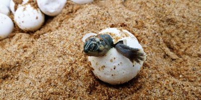 Community effort saves turtles from extinction on the Trombetas River
