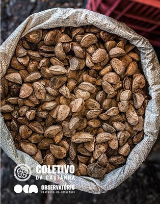 OCA coordinates strategy of prices monitoring to inform Brazil nuts collectors in the  forest