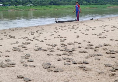 Over 100,000 turtle hatchlings returned to nature in the Amazon