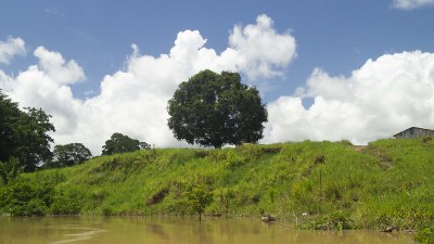 Project will plant 1 million trees in Brazilian Amazon indigenous lands