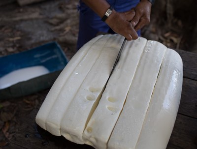 Rubber Production Initiative Generates Income in the Amazon