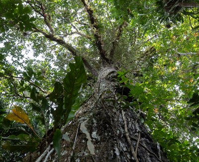 ABF fecha contrato que prevê reflorestamento de 2 mil hectares