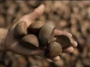 Andiroba: a semente que gera renda e planos para moradores do Território Médio Juruá