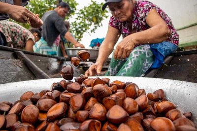 Investimento de impacto beneficia produtores na Amazônia