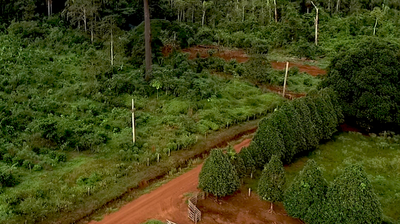 Primeiro café agroflorestal orgânico produzido na Amazônia se prepara para escalar a produção