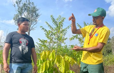 Projeto promove prática de reflorestamento em Terra Indígena