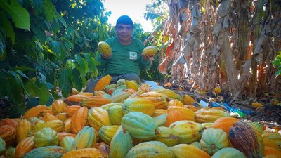 Cacau: fonte de renda e de novas perspectivas para comunidade indígena