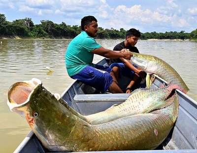 Da floresta ao Rio, Festival Gosto da Amazônia une sustentabilidade e gastronomia