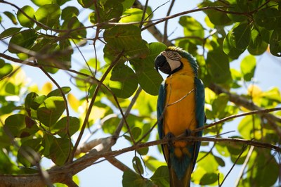 Dia da Amazônia - 5 de setembro