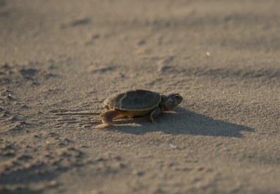 Dia Internacional da Biodiversidade: a hora da reconstrução