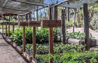 Difusão do conhecimento: entendendo a restauração ecológica