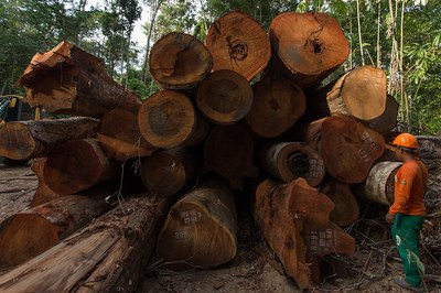 IEB promove roda de conversa com especialistas para comunitários da Resex Verde para Sempre envolvidos com manejo florestal comunitário