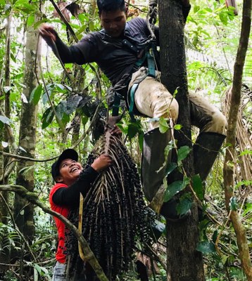 Manejo sustentável: grupo da TI Rio Branco cria marca para comercializar açaí