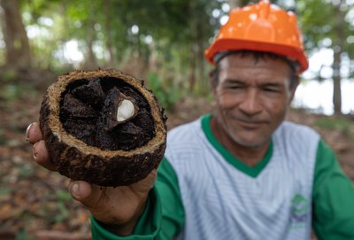 Pesquisa mostra que cadeia de castanha movimenta R$ 2 bilhões por ano