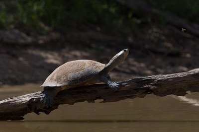 Povos da floresta e pesquisadores retomam troca de saberes em programa de monitoramento da biodiversidade