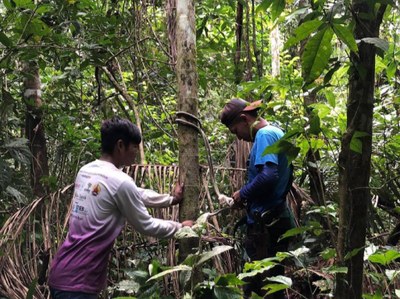 Programas de capacitação fortalecem produção de açaí realizada por indígenas